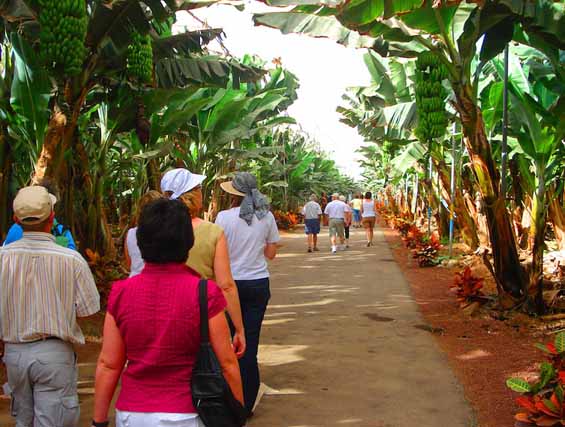 Excursión plantación plátano de Canarias